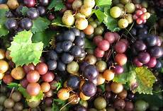 Black Grape Juices