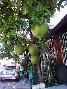 Juice And Fruits