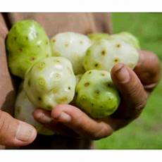 Noni Juice Concentrate