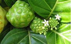 Noni Juice