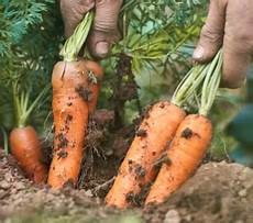Organic Carrot Juice