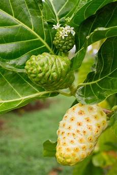 Organic Noni Juice